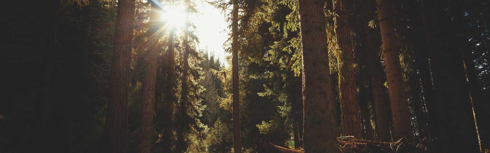 Free Shipping Weekend